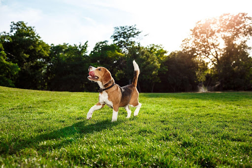 New dog park in Abu Dhabi