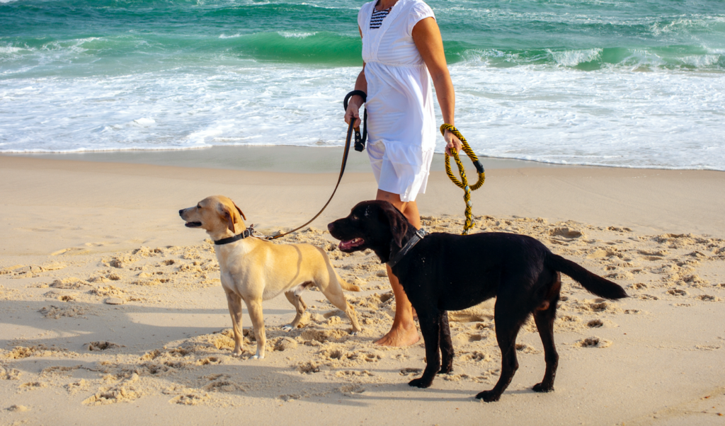 Paws by the Beach – Ras Al Khaimah’s First Pet-Friendly Event