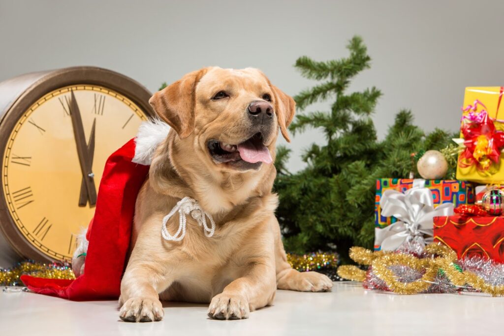 Pet Friendly Events and Christmas Parties