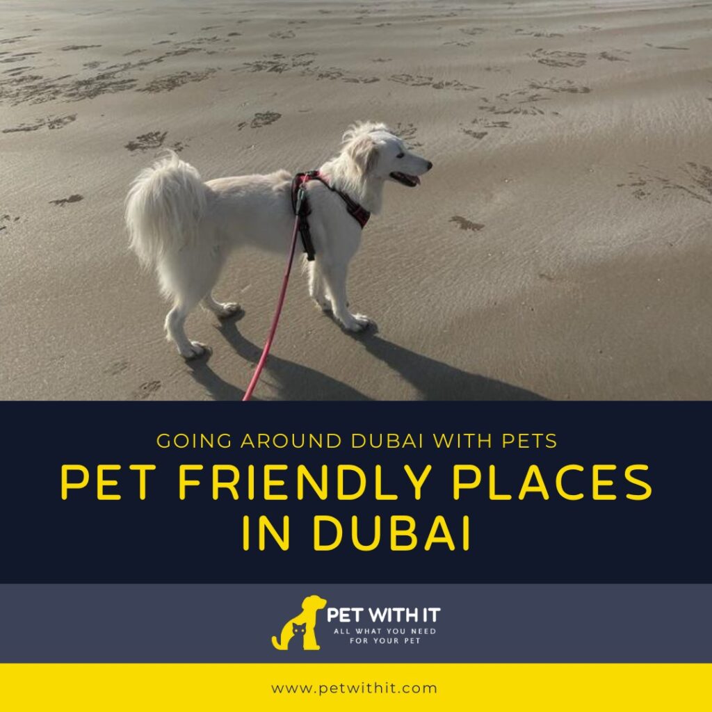 Pet Friendly Places in Dubai