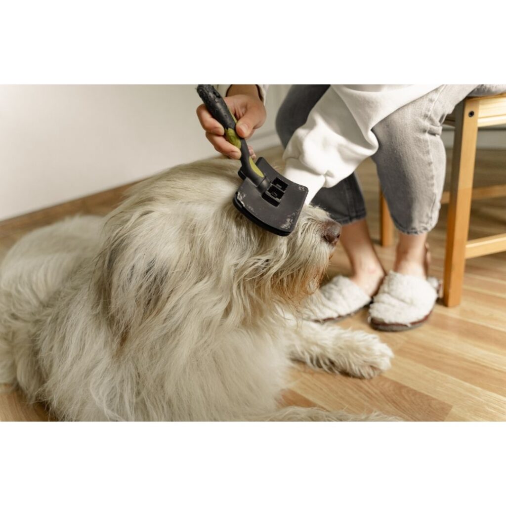 Pet Grooming kit every Dog Owners Needs