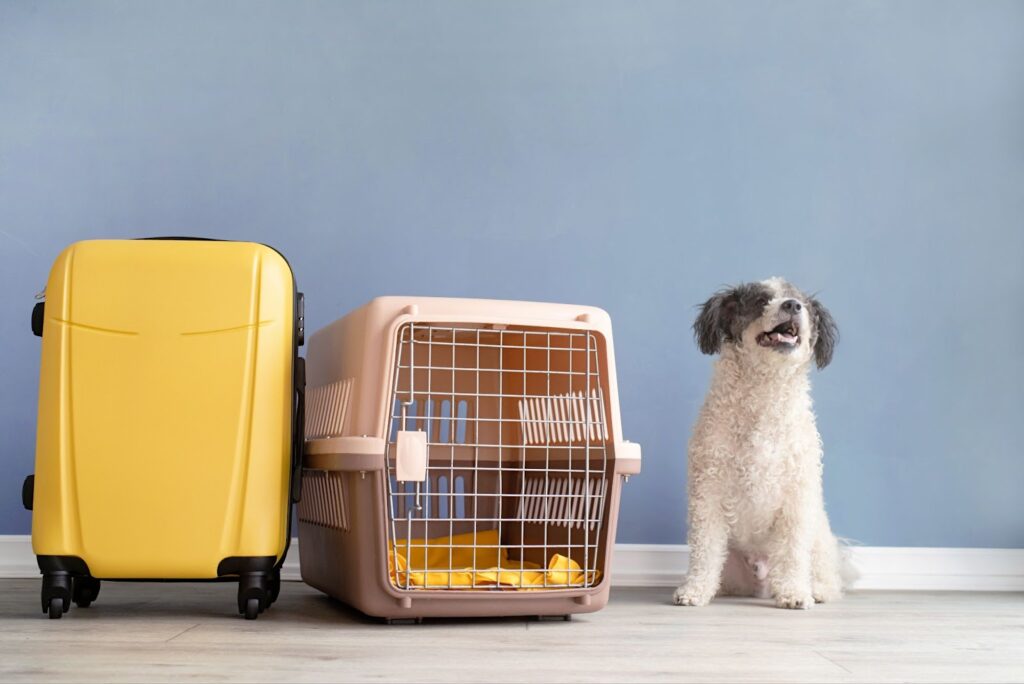 Pet Relocation Services in Dubai