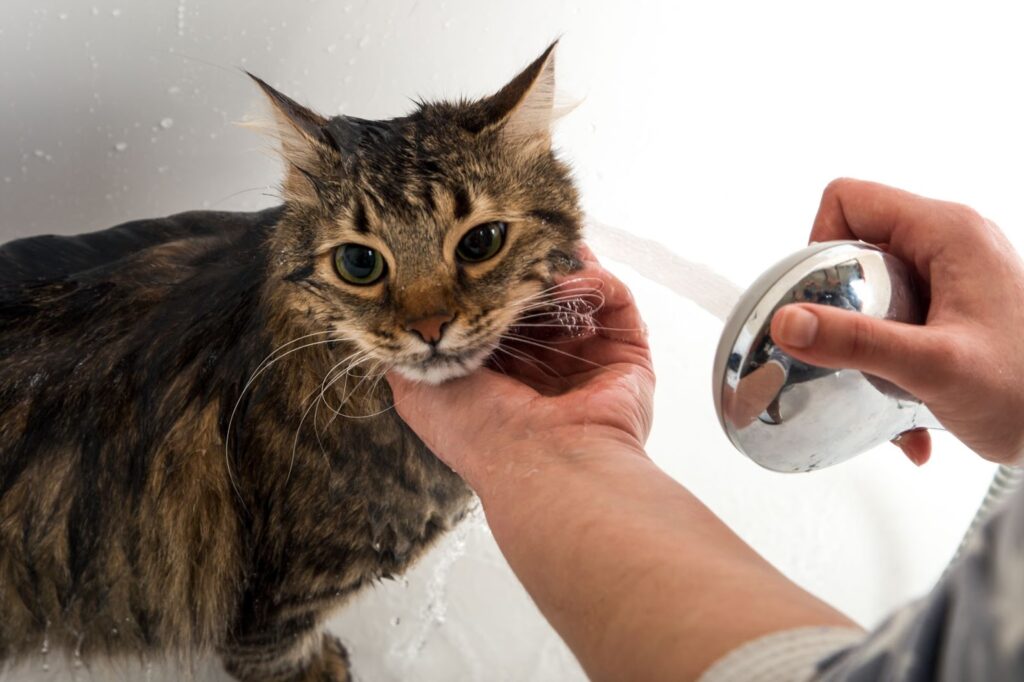 Pet Shower Guide