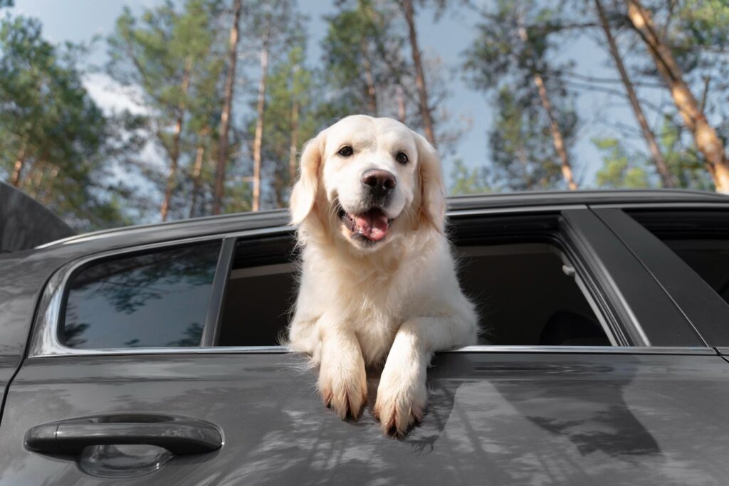 Pet Taxi in Dubai What You Need To Know