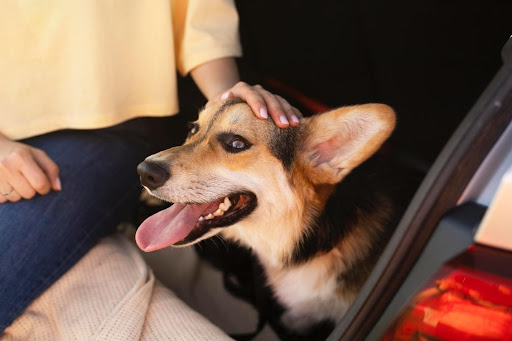 Pet Taxi in Dubai