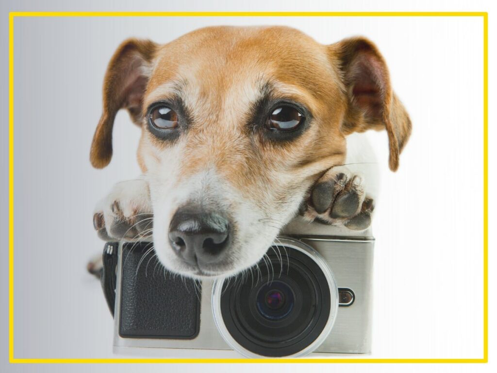 Pet art and photography in Dubai