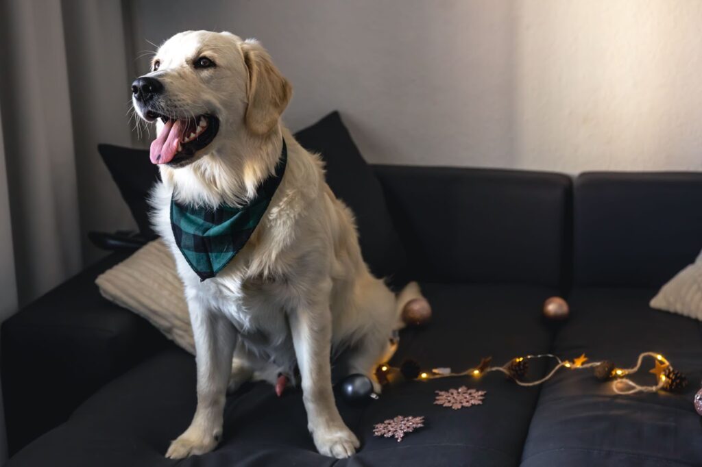 Pet friendly Staycation for the UAE National Holiday