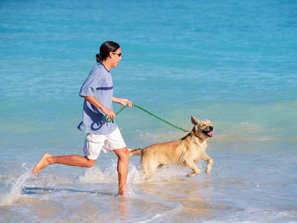 Everything you need to know about the new dog friendly beach in Dubai ...