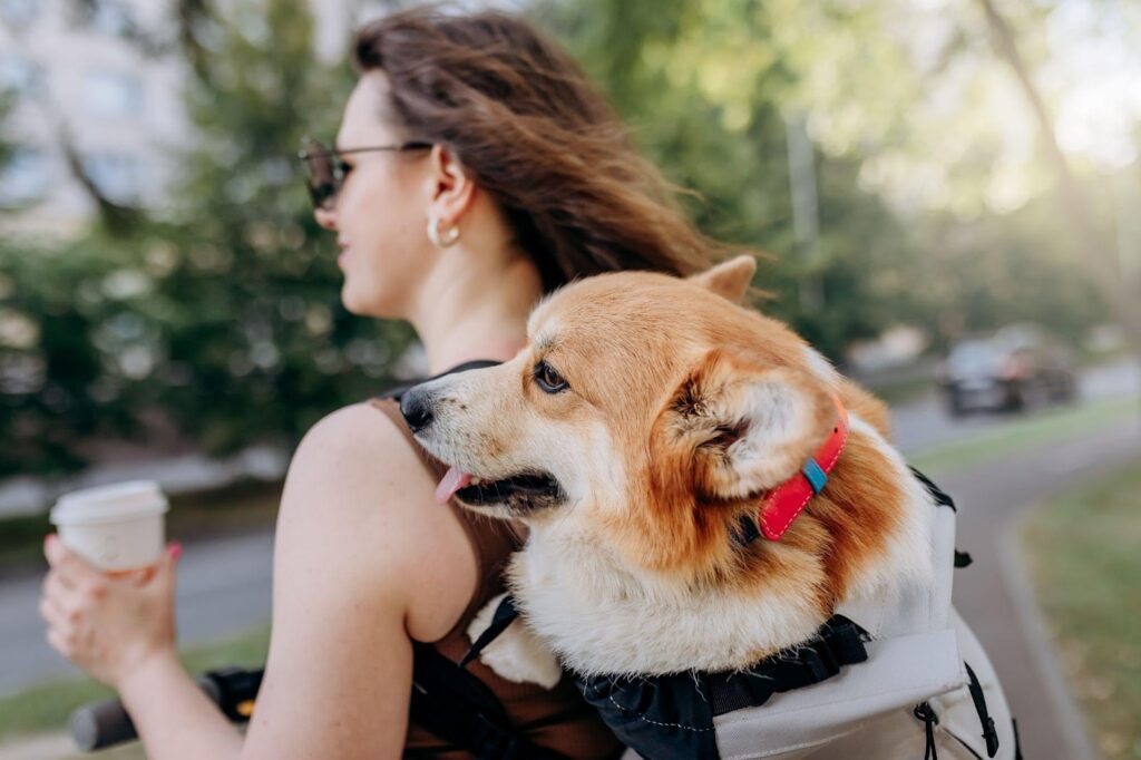 Places to Visit with your Dog