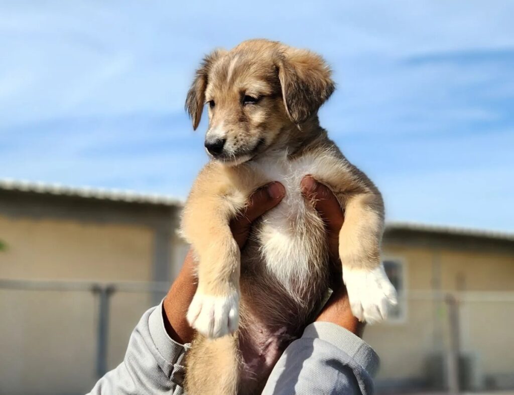 Puppies In Need Of Love Adopt A Little Angel Today