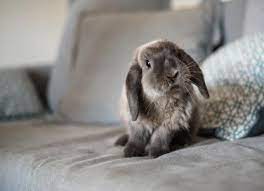 Rabbits for adoption in UAE