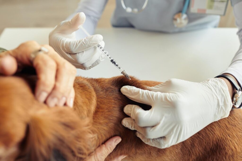 Rabies Vaccine in Dogs