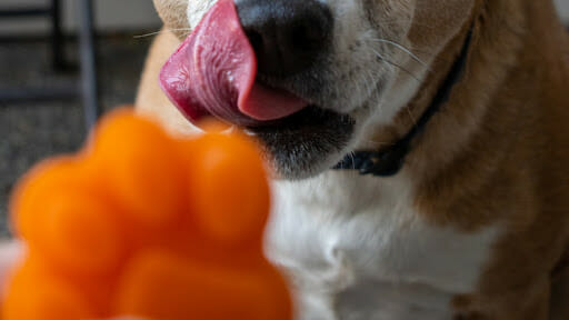 Recipe for a Carrot Apple Dog Popsicle