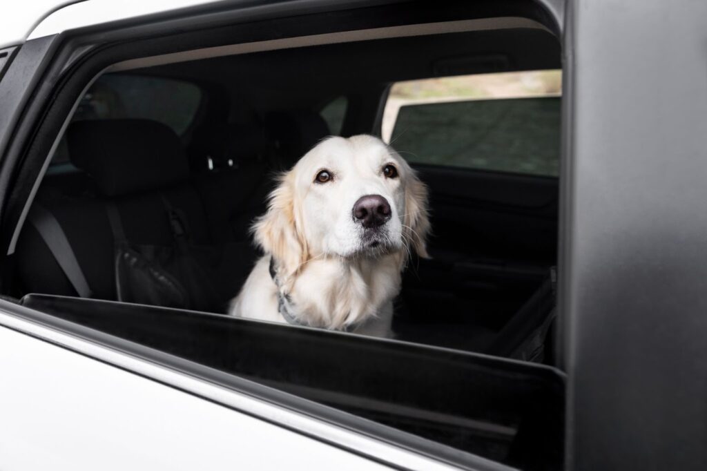 Roadtrip with your Dog Guide