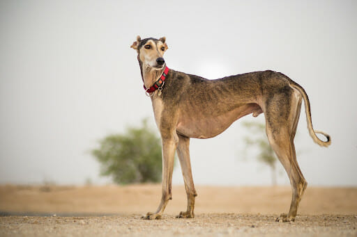 The saluki hot sale dog