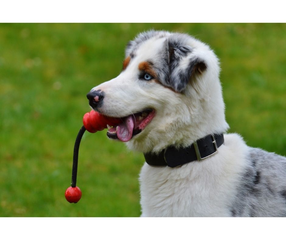 Smart Dog Toys that will Keep your Dog Tired