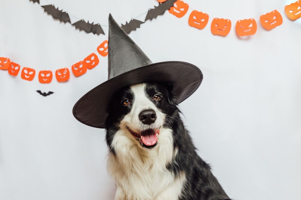 Spooktacular Adoption & Pet-friendly Events this Weekend