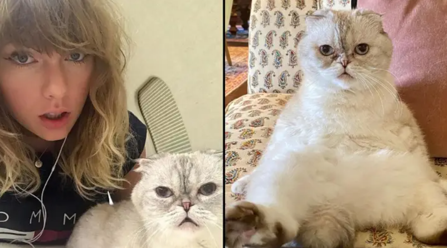 Taylor Swift's Cat Olivia