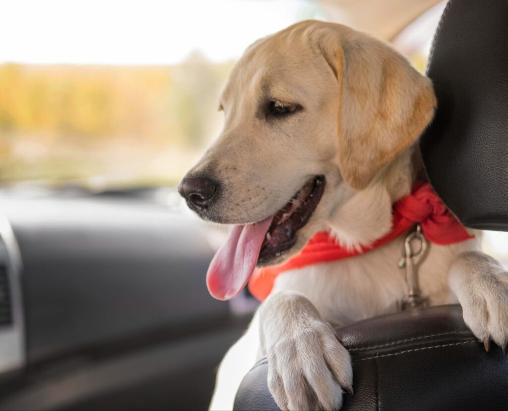 Techniques for Helping Your Dog Love Car Journeys