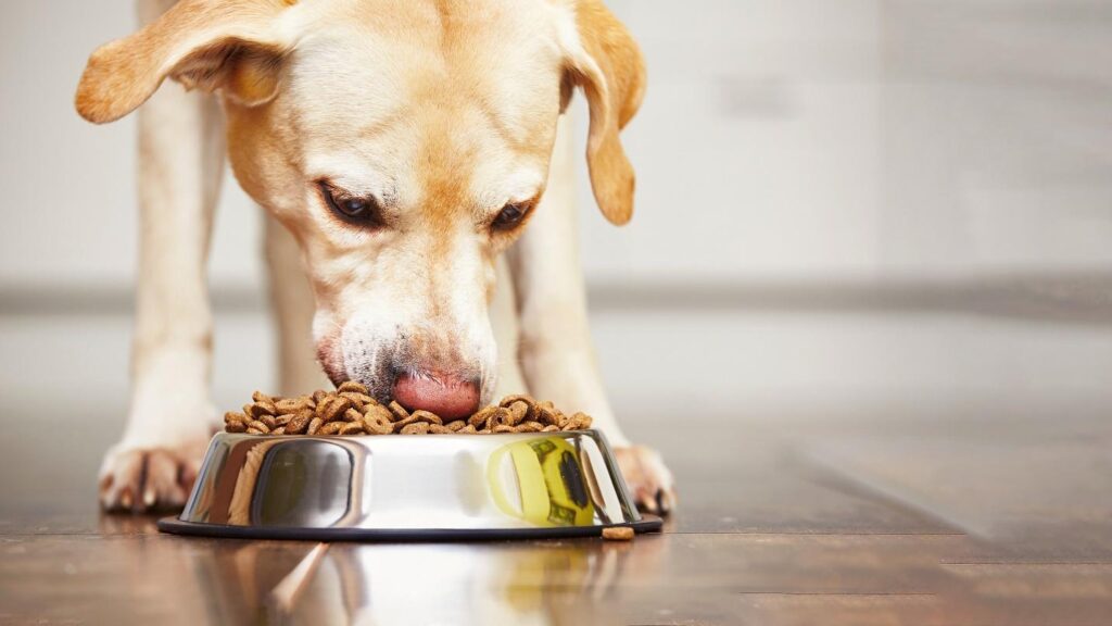 The Best Dog Bowl for Your Furry