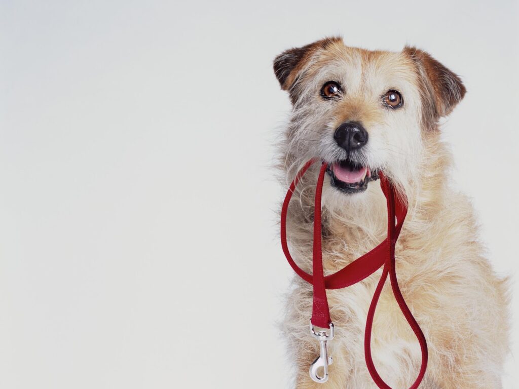 The Best Dog Leash You Should Have