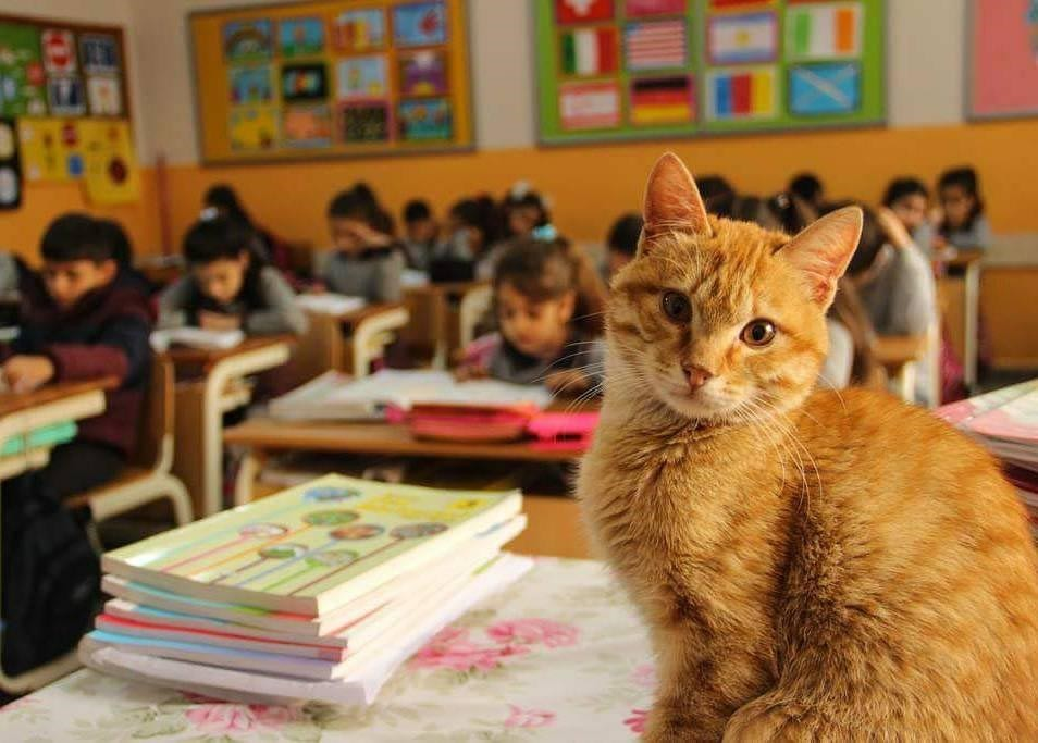 The Tale of a Cat Who Made a Classroom His Home