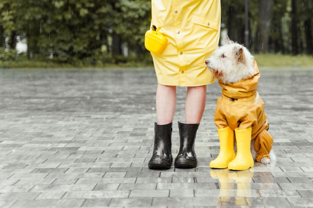 Things to do with your Pet During Rainy Days