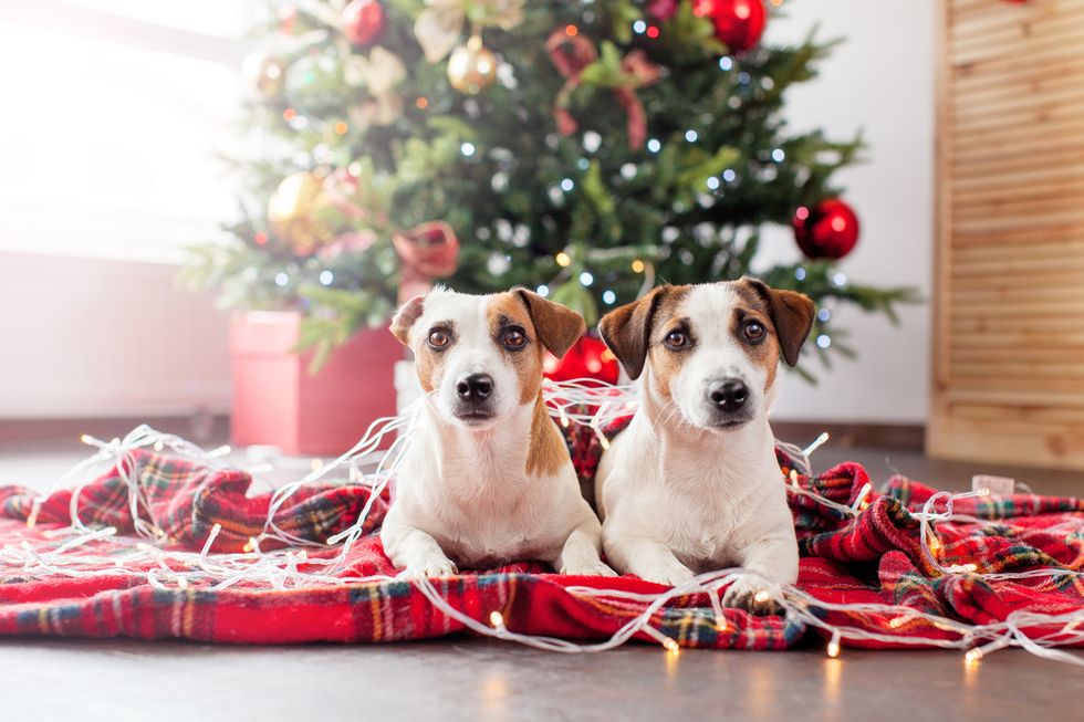 Things to do with your dog in Christmas