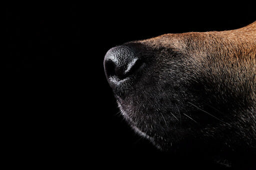 Tips on How to Encourage Your Dogs Sense of Smell