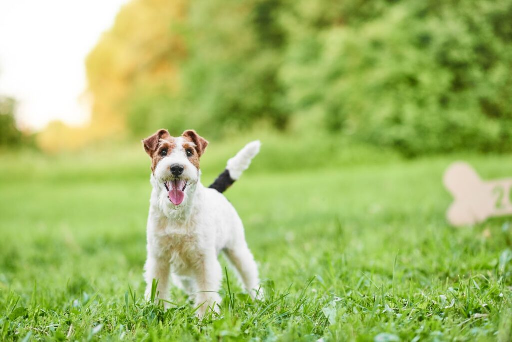 Top 5 Things to do with your Dog this Weekend