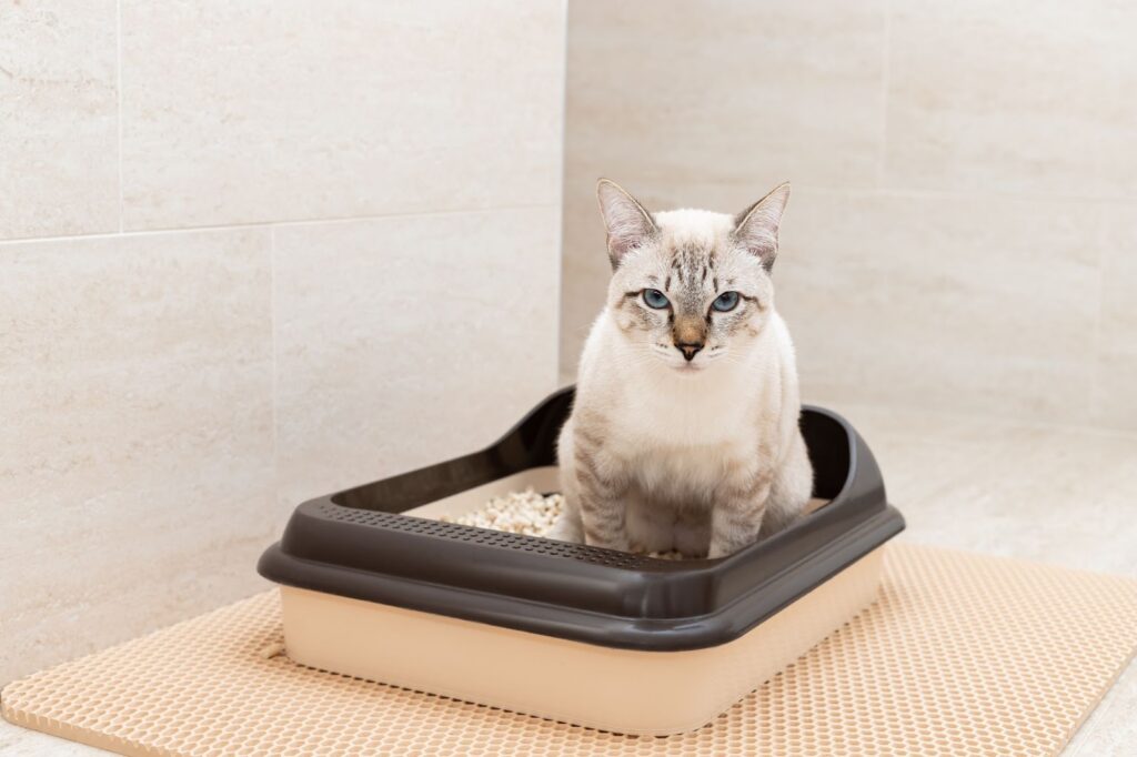 Training Your Cat to Use a Litter Box