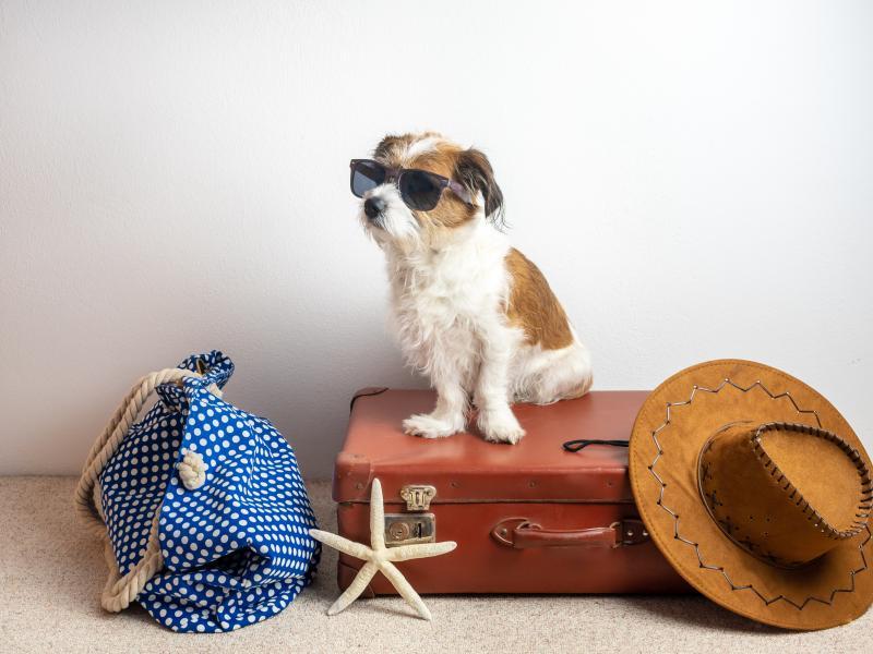 Traveling With Your Pet