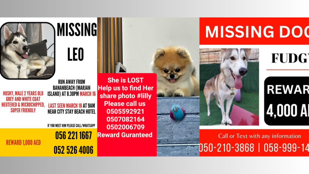 lost dogs in dubai