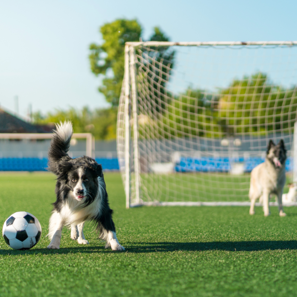 watch world cup with your dogs