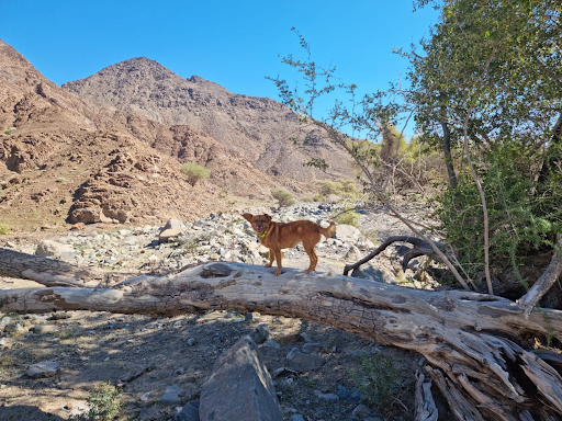 Wadi Munay Dog Hike