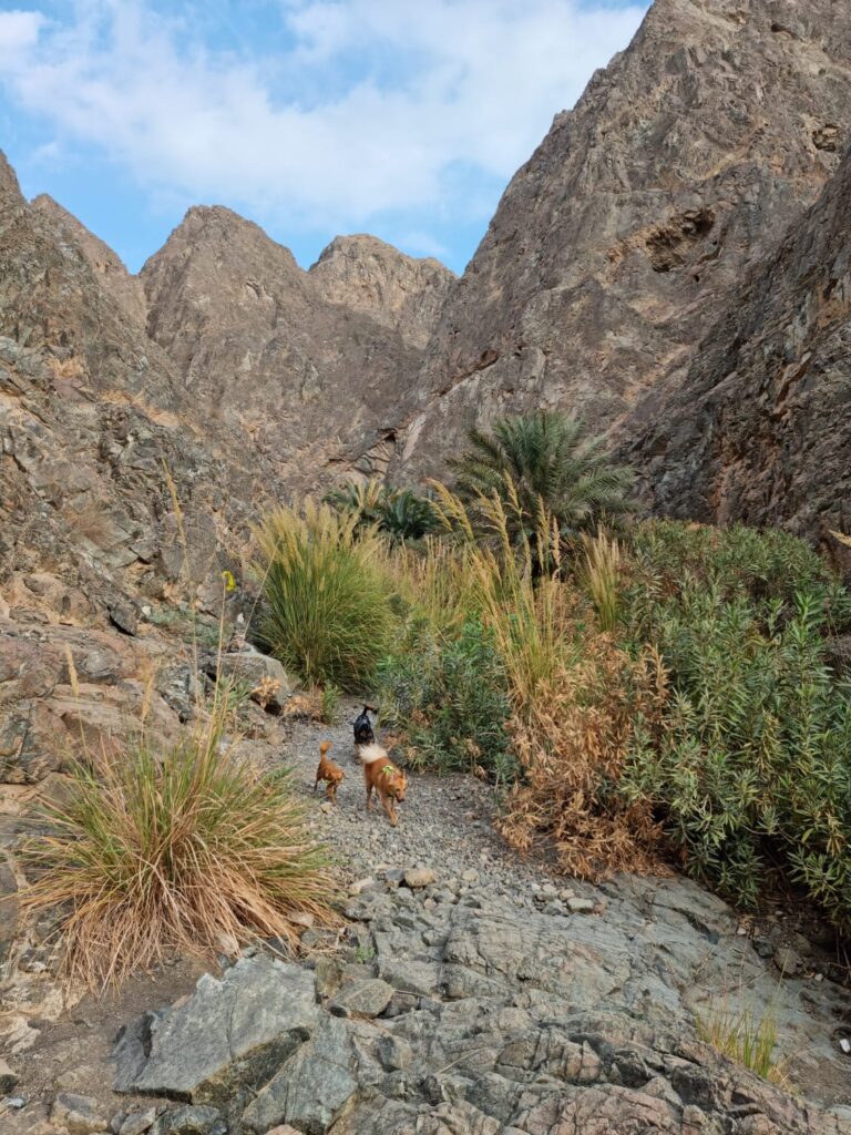 Wadi Sulfur Fujairah 2