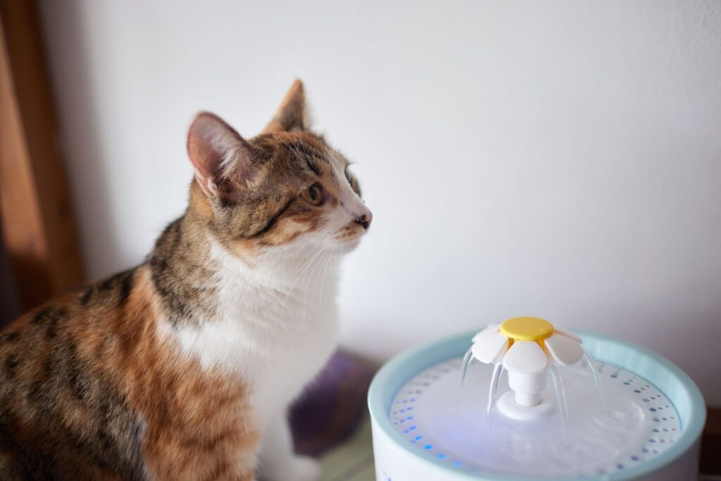 Water Fountain for Your Cat