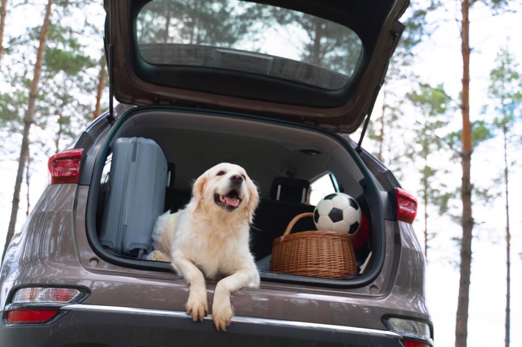 What You Need to Know About Pet Relocation in Dubai