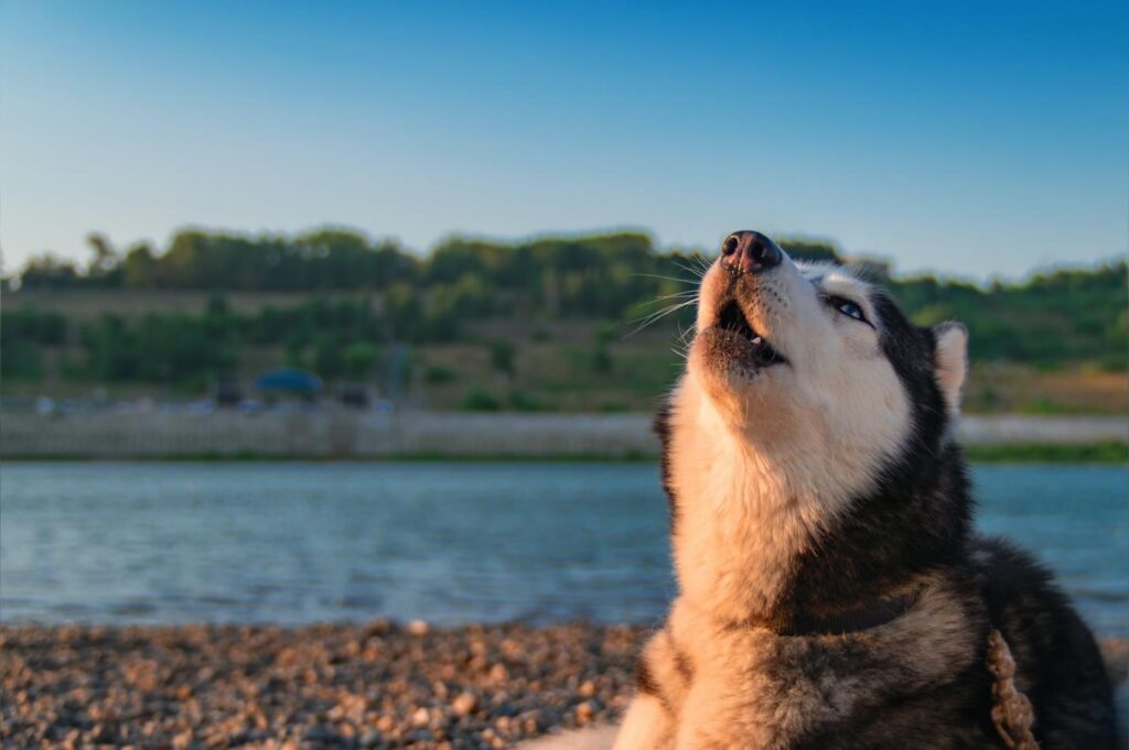 What You Should Know About Dog Howls