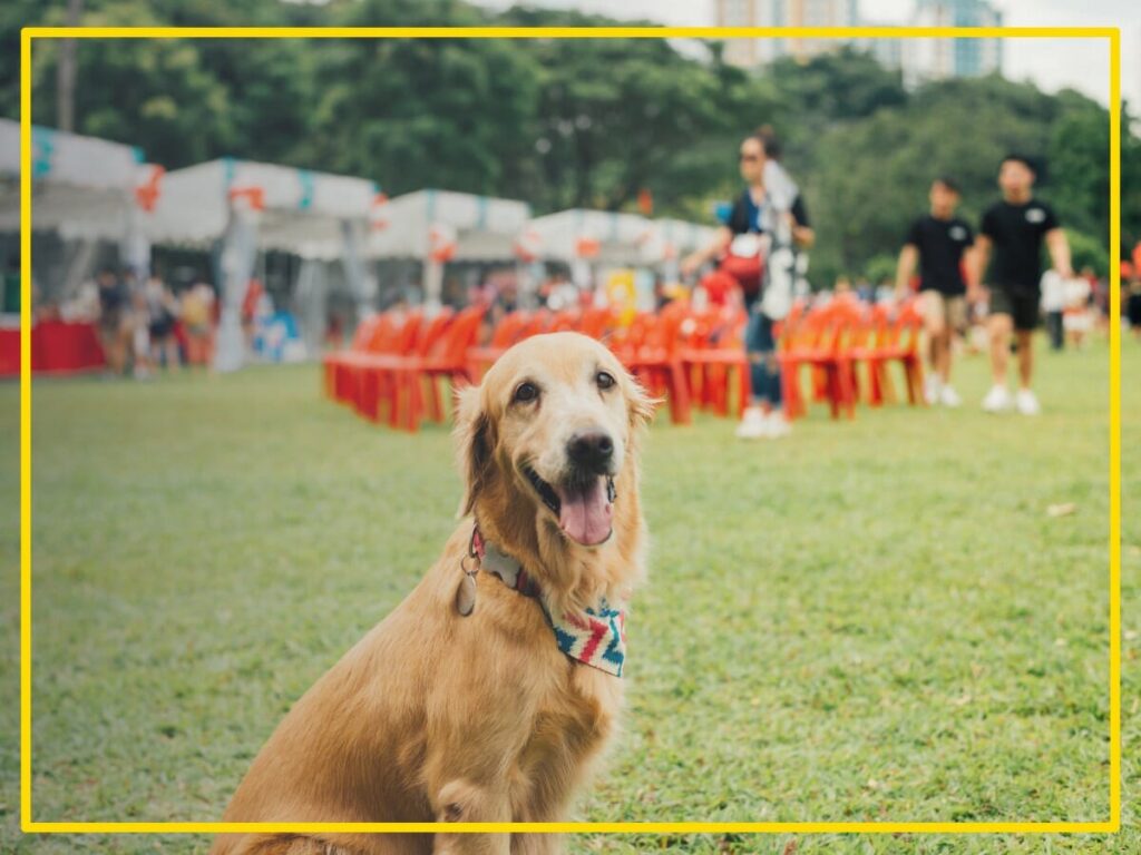 Pet events in UAE