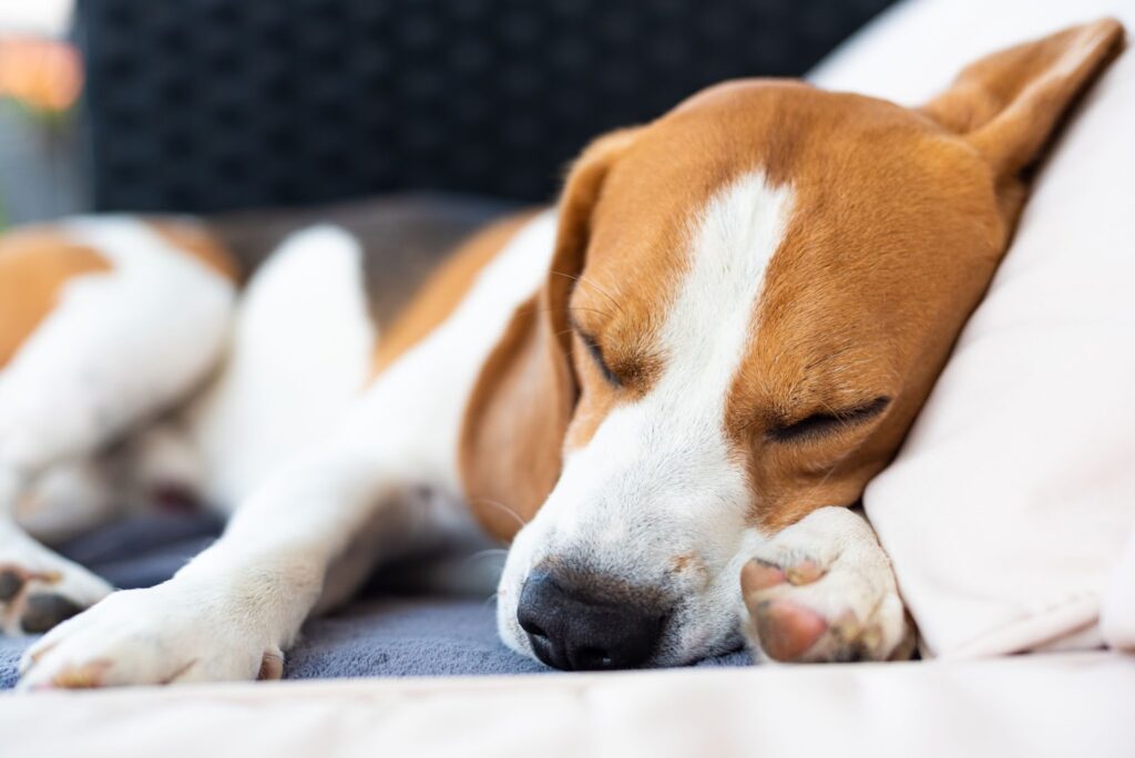 Why Dogs Run in Their Sleep? - PETWITHIT