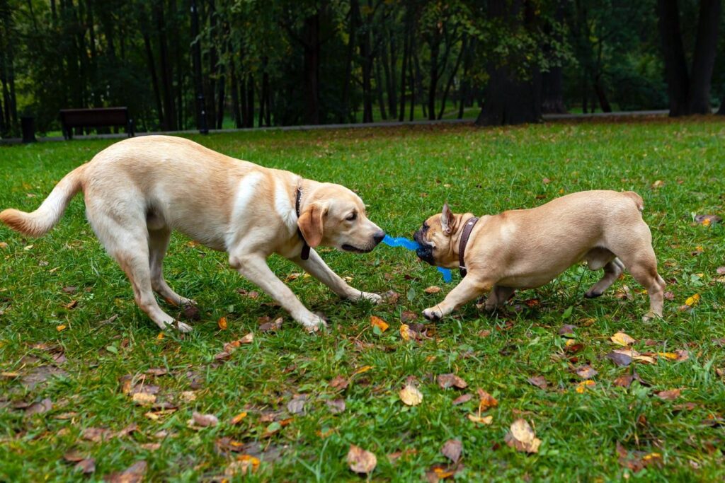 Why It's Important To Socialize Your Dog