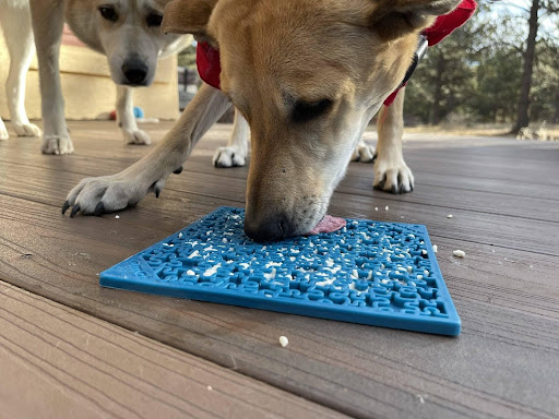 Why You Should Have a Dog Lick Mat