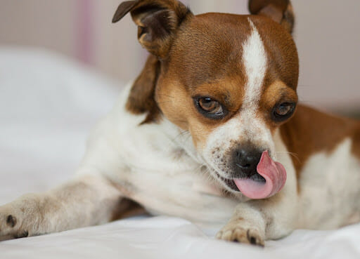 Your Dog Licks Their Paws Here’s Why!