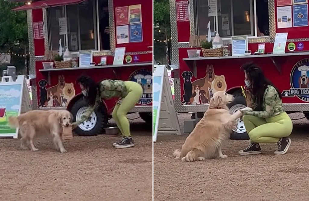 dog delivers food