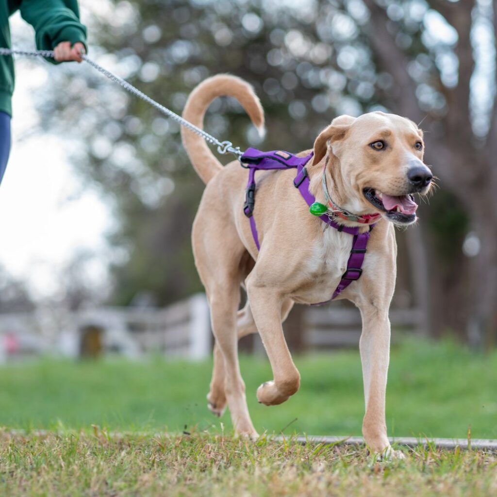 dog leash for hiking