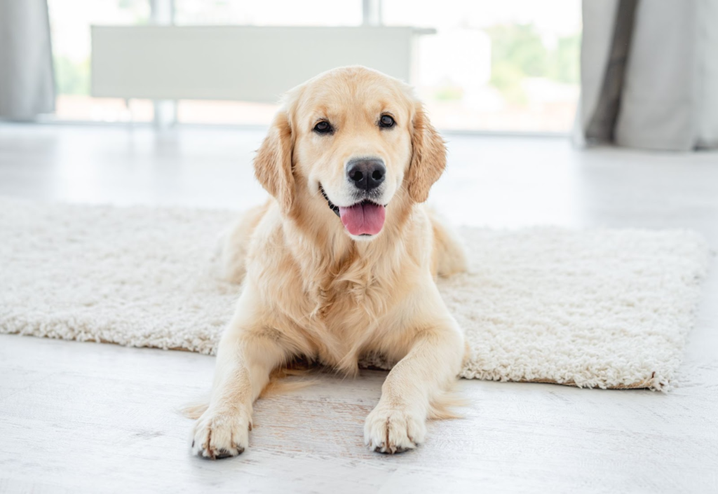 Building a Strong Foundation: The 10 Essential Skills for Your Growing Puppy