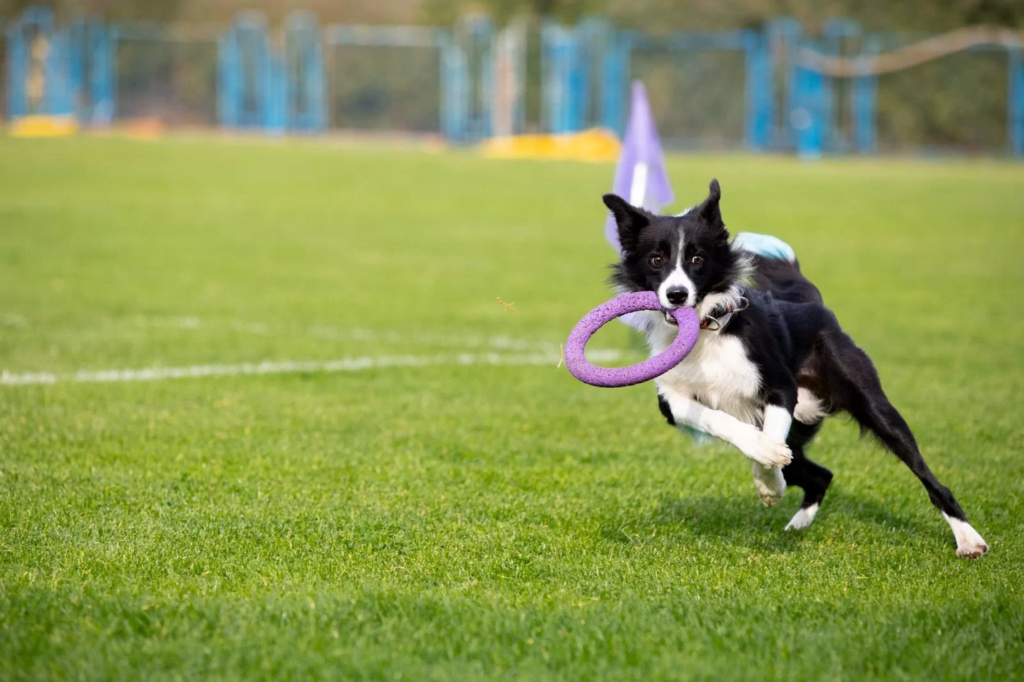 A Step-by-Step Guide on How to Teach a Dog to Fetch