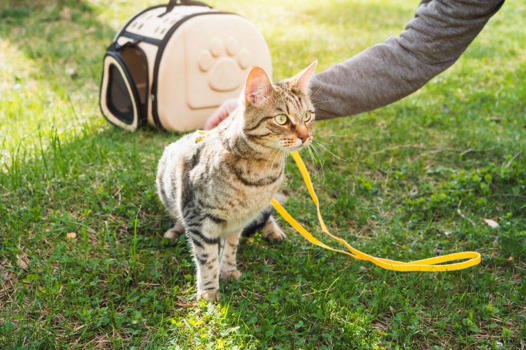 Leash Training a Cat to Going Outside