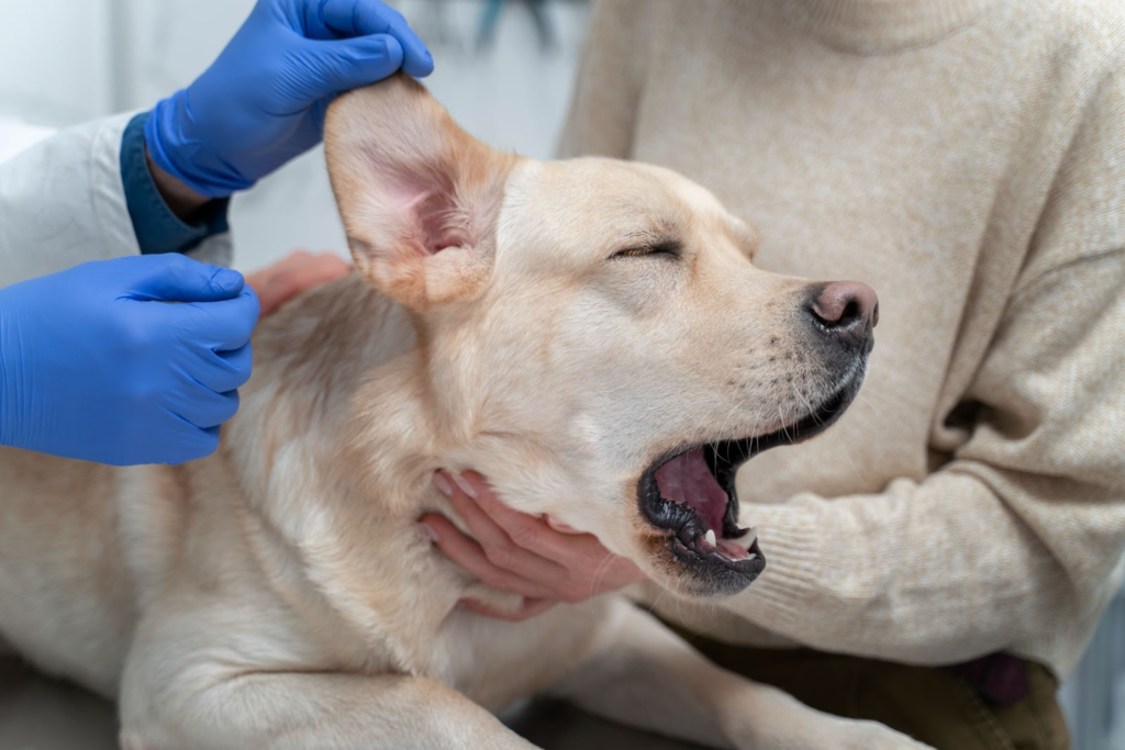 How to Make Your Dog's Vet Visit Less Stressful: Tips for Anxious Pups